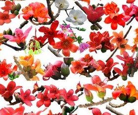 Different Red Flowers vectors material