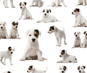 Cute White Puppy Illustration vector
