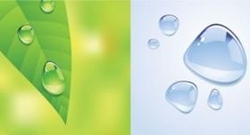 Drops water and green Leaf vector