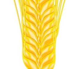 Shiny wheat vector