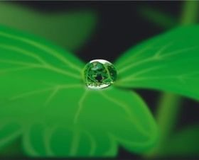 Drops with plants vectors graphic