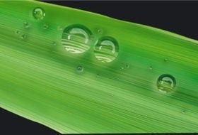 green leaves and Drops vector