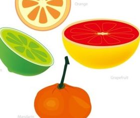 grapefruit and Orange shiny vector