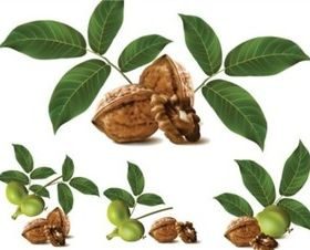 Vivid rendering vector graphics