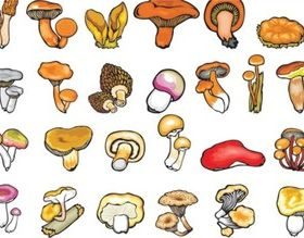 Hand-painted mushroom vector graphics
