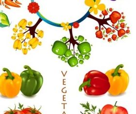 commonly vegetables Illustration vector