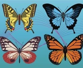 Colorful Butterfly vector graphics