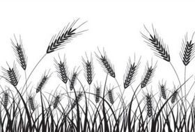Wheat black silhouette vector