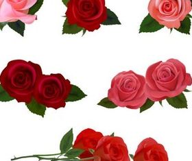Different Roses graphic vectors