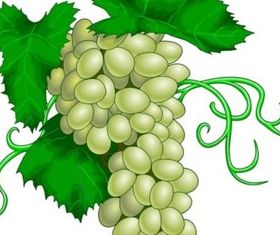 green grape vectors material
