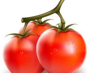 Vivid tomato and eggplant vector set