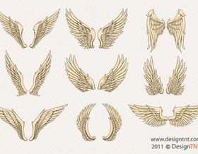 Wing vectors graphics