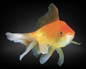 Goldfish creative vector