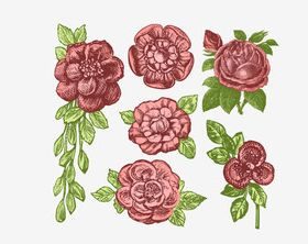 Retro rose vector set
