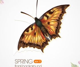 Butterfly Beautiful background 3 set vector