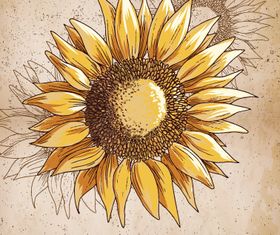 Vintage Sunflower background 3 vector