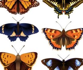 Beautiful Butterfly vector