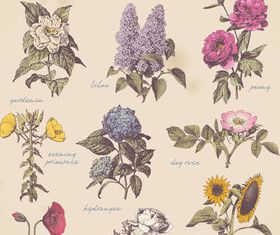 Old Style Garden Flowers vector