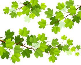 Green leaves set 1 vector