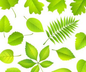 Green leaves set 3 vector
