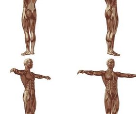 Human Body Anatomy design vector
