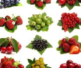Different Berries free vector