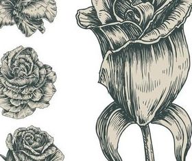 Dried Flowers free vectors