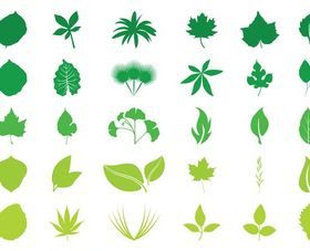 Leaves Graphics vector