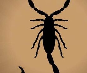 Scorpion Silhouette Graphics art vector