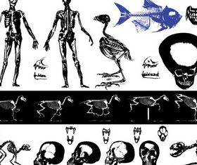 Free Skeleton Images vector set