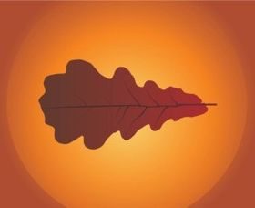 Autumn Leaf set vector