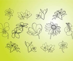 Flower Illustrations vector
