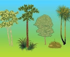 Trees Plants vector