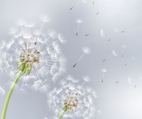 flowers dandelions Free shiny vector