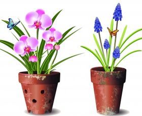 Orchids flower pot Free vector
