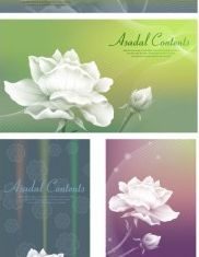 white roses background vector