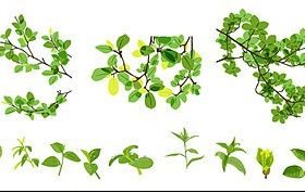 material leaves spring vector