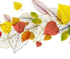 exquisite leaf background 04 vector