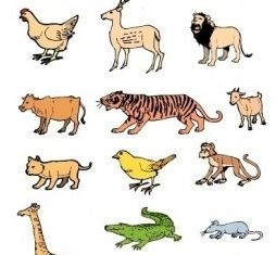 animal set pack vector