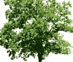 big trees 02 shiny vector