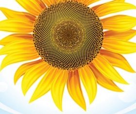 sunflower 05 vectors graphic