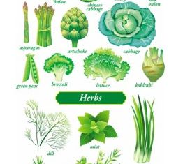 delicate green vegetables vector