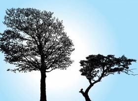 Tree Silhouette vectors material
