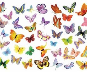 Butterflies Decoration vector