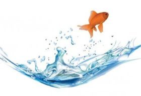goldfish 5 vector