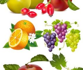 fruits vector