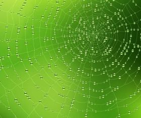 Spider web background 03 vector material