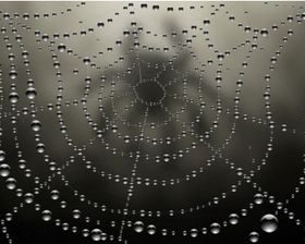 Elements dew and spider web vector material