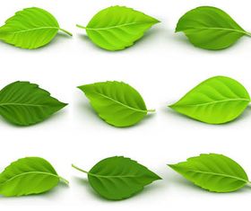Green Leaves vector
