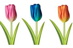 Tulip flower Free vector